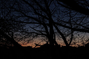 silhouette of tree at sunset © Arleen