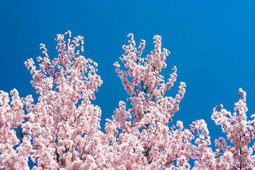 pink cherry blossom and blue sky