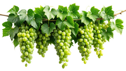 Vine with green grape ivy plant leaves hanging. Tropical foliage concept.
