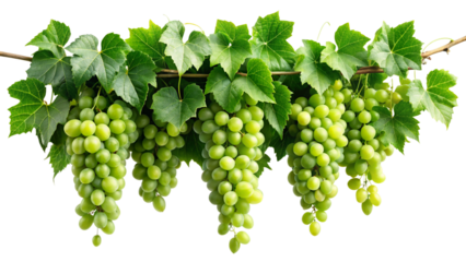 Vine with green grape ivy plant leaves hanging. Tropical foliage concept.
