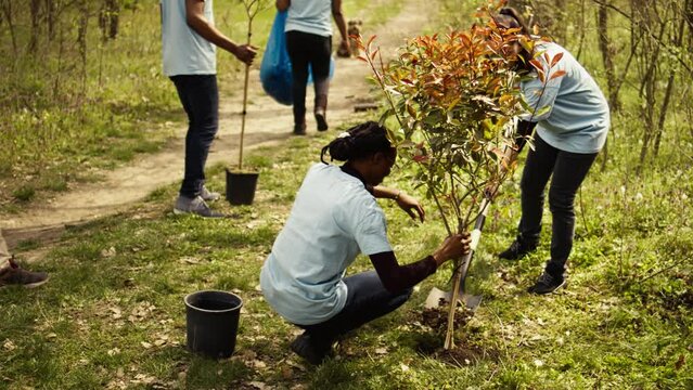 Team of volunteers planting trees in the forest by digging holes in the ground, giving life to the natural habitat and ecosystem. Activists doing voluntary work to save the planet. Camera B.