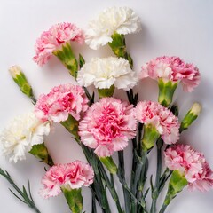 vibrant bunch of pink and white carnations arranged neatly on a clean white background. The flowers are in full bloom, showcasing their delicate petals and vivid colors