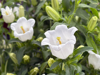 Garden flower Canterbury bells (lat.- Campanula medium)
