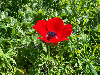 Blooming wild anemone (lat.- A. coronaria) in the meadow