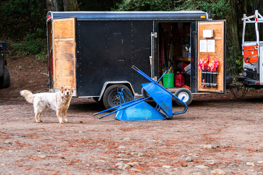 Dog with work trailer