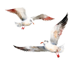 Graceful Seagulls Watercolor Illustration