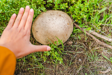 Giant puffball mushroom with hand