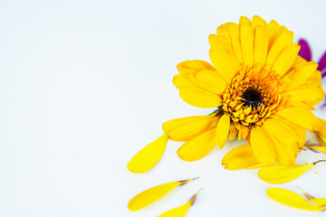 Close-up of daisy flower head with fallen yellow pink petals laying on white background. Isolated...