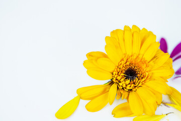 Close-up of daisy flower head with fallen yellow pink petals laying on white background. Isolated Calendula, marigold flower. Creative minimalistic simple design concept. Selective focus.