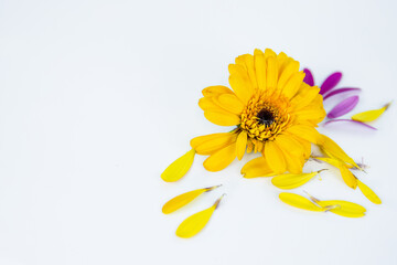 Close-up of fading daisy flower head with fallen yellow pink petals laying on white background....