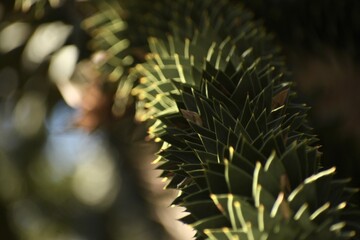 close up of a auraucarian tree