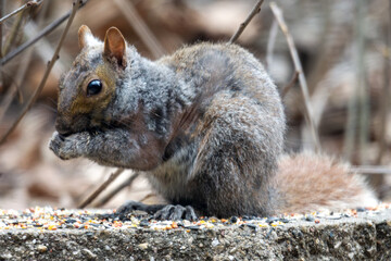 Gray Squirrel with manage.
