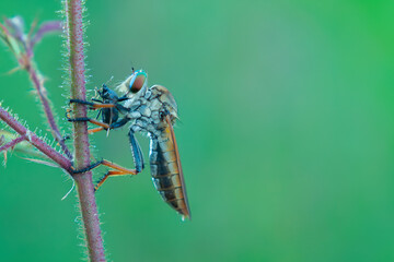 The robber fly or Asilidae was eating its prey on the branch of a grumble