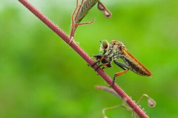 The robber fly or Asilidae was eating its prey on the branch of a grumble