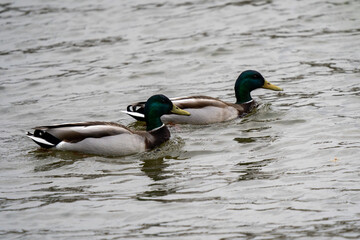 mallards swimming together