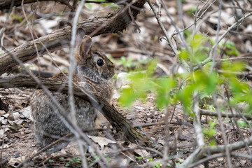 rabbit hiding