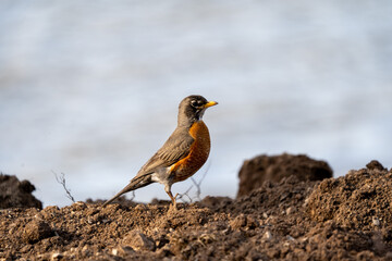 robin