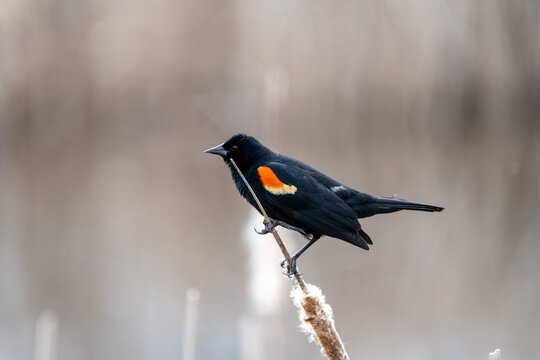 red winged blackbird