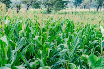 Fotobehang landscape of a corn plantation © ALFONSO