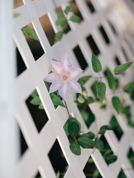 Clematis growing on white lattice