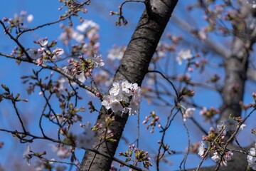光を浴びて輝く満開のソメイヨシノ桜の花