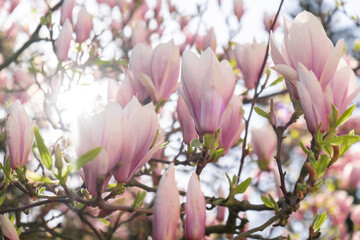 Sulange magnolia close-up on tree branch. Blossom pink magnolia in springtime. Pink Chinese or saucer magnolia flowers tree. Tender pink and white flowers nature