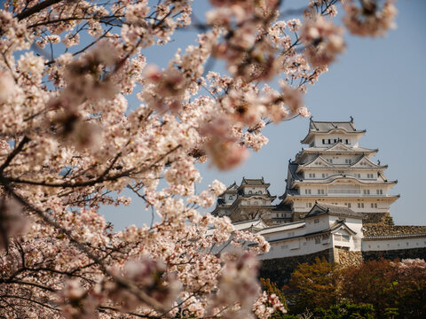 Himeji castle during full bloom sakura season with cherry blossoms