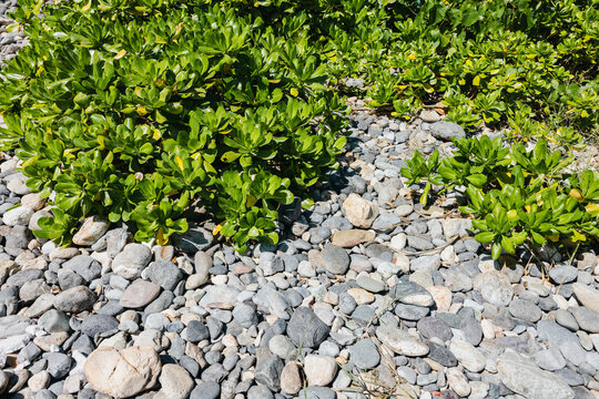 Green Plants on Pebble Ground