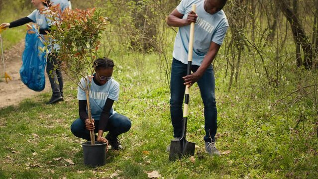 Team of activists planting trees to conserve natural ecosystem and forest environment, digging holes after collecting rubbish. Volunteers taking action and preserving the woods habitat. Camera A.