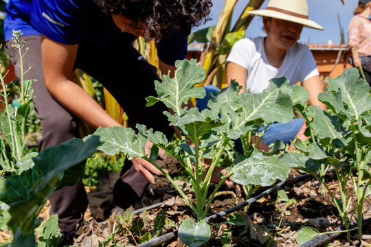 close-up of volunteers' hands fertilizing vegetables