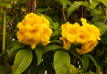 Yellow Bells Tecoma Stans Perennial Shrub, Trumpet Vine Family, Bignoniaceae, Blooming Broadleaf...