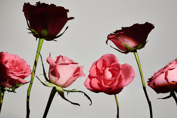 group of pink roses in contrasting light and shadow