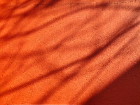 Shadow of the branches of tree on red coloured cemented wall