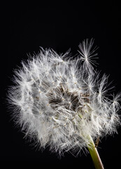 Soft, fluffy head of common lawn weed dandelion on black background