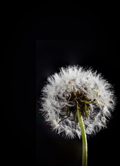 Blow ball of dandelion seeds