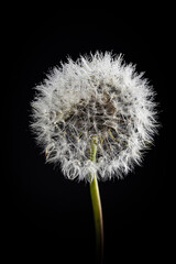 Close up of the fluffy dandelion sphere head on black background