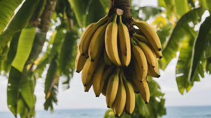 bananas on tree