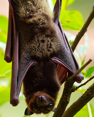 Hanging detail Bat. Vertebrate animal, flying brown Pteropus vampyrus hanging on a branch.