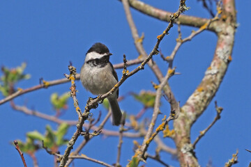 Black-capped Chickadee