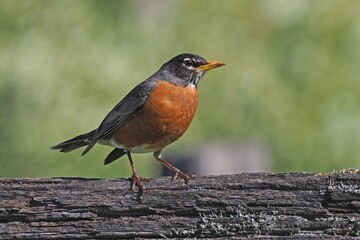 American Robin