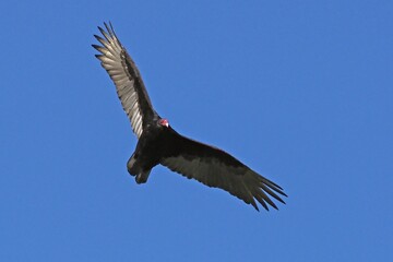 Obraz premium Turkey Vulture in flight