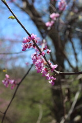 Eastern redbud blossoms on a branch at Algonquin Woods in Des Plaines, Illinois