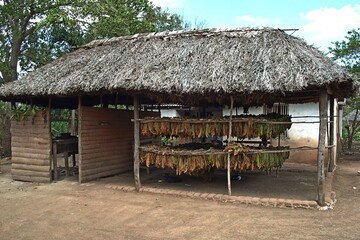 Fototapeta na wymiar Drying room for tobacco plants tobacco leaves