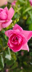 pink rose in garden its looking very beautiful 