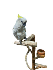  A yellow-crested cockatoo with a yellow crest and white body is perched on a wooden perch. There is a metal bowl next to the perch on a white background.