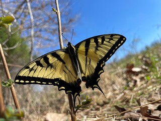 butterfly on a meadow 