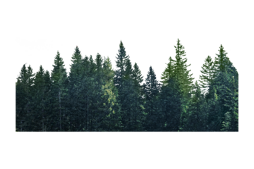 Pine forest divider png sticker, transparent background