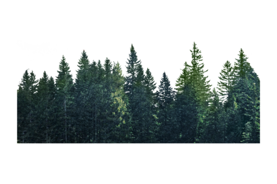 Pine forest divider png sticker, transparent background
