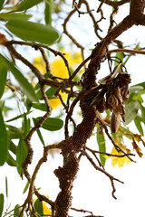 Closeup of Small wasp's nest with wasps on the branch of a tree with nature background at Thailand.
