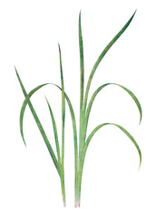 Fototapeta na wymiar Spring onion grass png sticker, transparent background